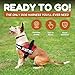 Doggie Stylz Dog Harness with DO NOT PET Patches – No Pull Service Dog Vest and Service Animal Vest for Dogs – Adjustable Gentle Leader for Dogs – Reflective, Heavy-Duty for Training and Walking