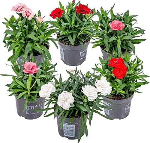 Clavel - Pack 6 Unidades - Plantas Naturales Dianthus Flores de C...