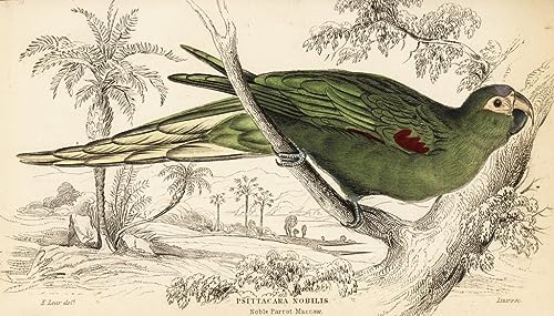 Cuadro de lienzo de guacamayo para decorar un dormitorio elegante con arte natural de 60x90cm
