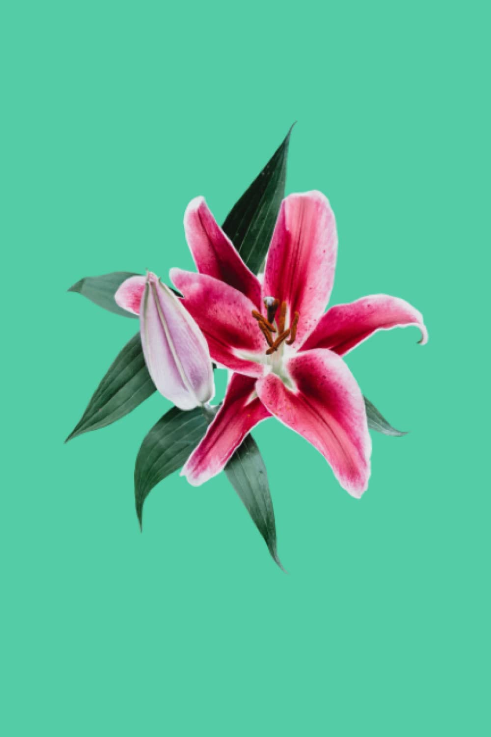 Independently published Stargazer Lily journal, notebook, Diary