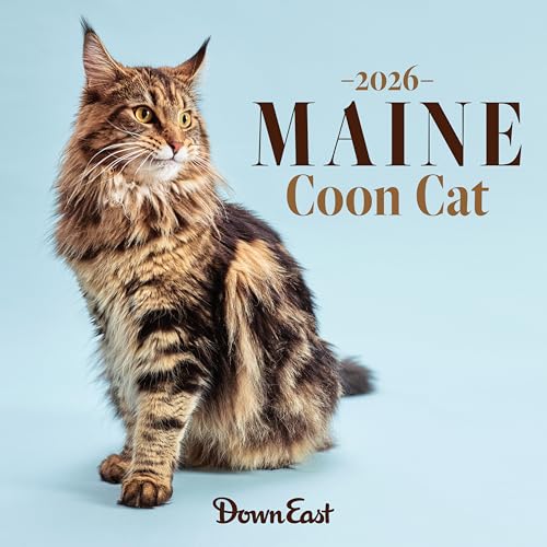 2026 Maine Coon Cat Wall Calendar