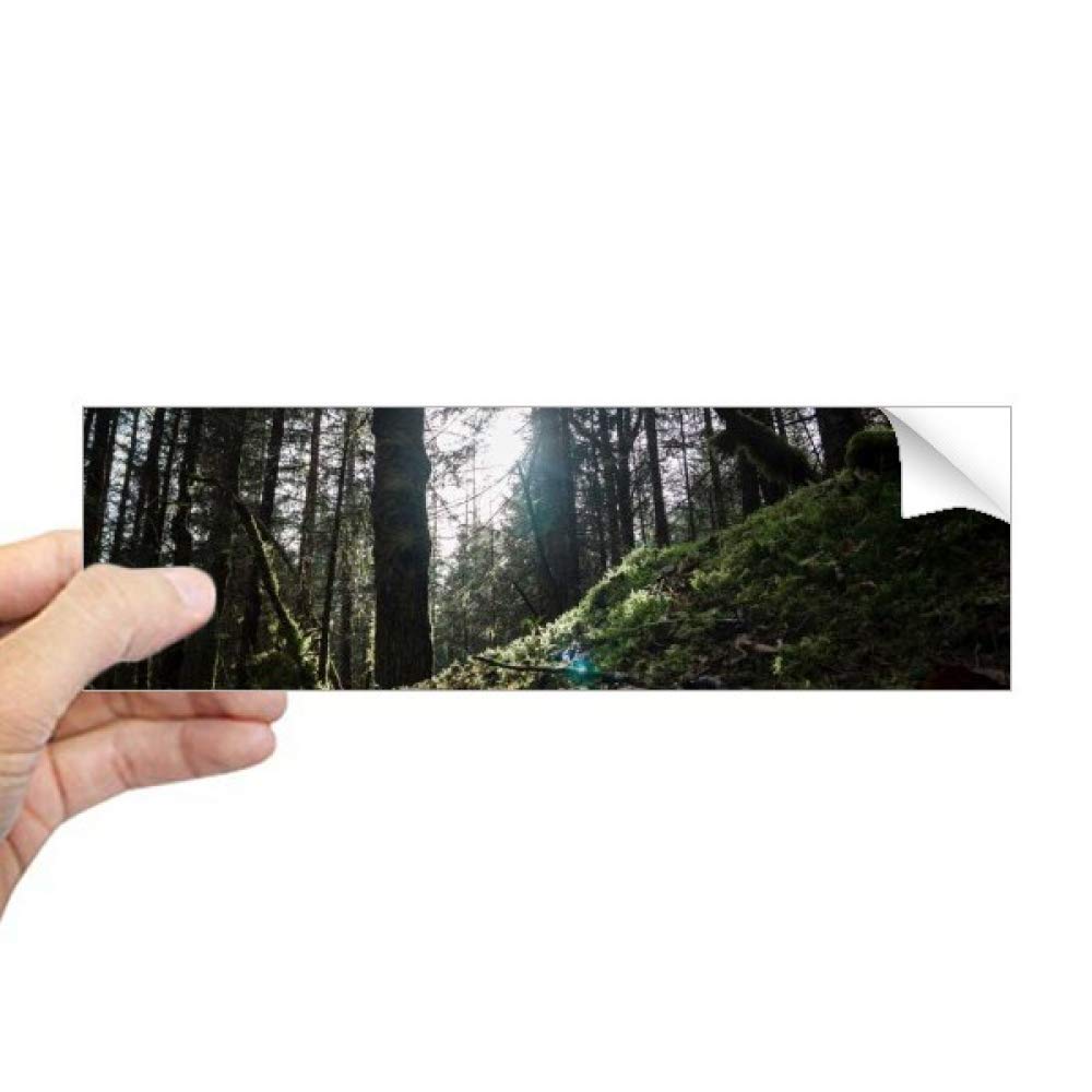 Sticker rectangulaire forestier occultant pour fenêtre DIYthinker occultation élégante