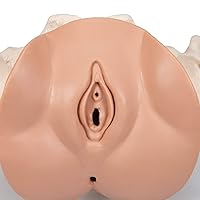 Vista 8 de 3B Scientific L31 3 Parte hembra Pelvis Esqueleto con modelo de los Órganos genitales, 13" x 10.2" x 7.1