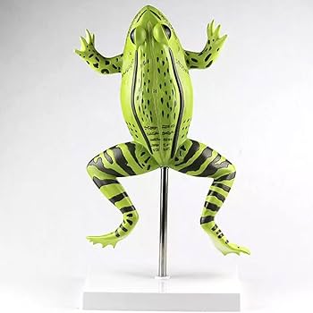 ヒキガエルの生物学 ヒキガエルの生物学(浦野明央, 石原勝敏 編著) / 藤原書店