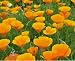 Orange California Poppy Seeds, 1 Oz, 20,000+ Seeds by Seeds2Go