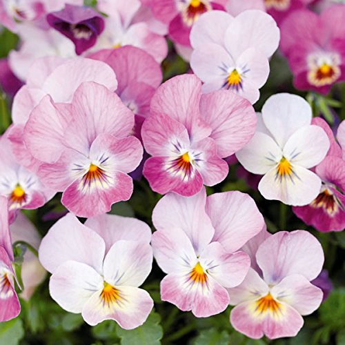 ビオラ：フィオリーナ オーロラ4号ポットのサムネイル