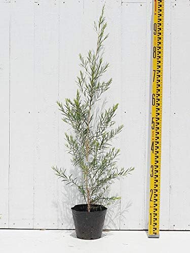 Amazon メラレウカ ティーツリー 苗 スノーインサマー 5号ポット苗 鉢 Amazon メラレウカ ティーツリー 苗 スノーインサマー 5号ポット苗 鉢