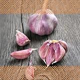 FLORTUS Freude an Vielfalt