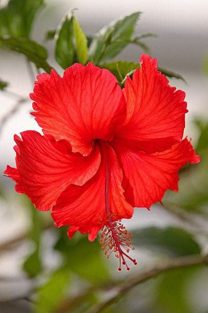 Ritz Farming Hibiscus flower Seeds | Joba flower Seeds for Home pots | all Season Flowering Seeds for Home And Kitchen Gardening pack of 20 seeds (B0C1JVYD9L) Amazon Price History, Amazon Price Tracker