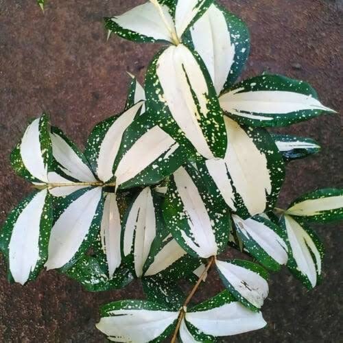 Kalpataru Dracaena Milky Way Variegated Plant Very Rare Live Indoor