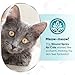 LeAcademic Cat Wound Care Spray is Perfect with Cat Cone | Nano Silver + Chlorhexidine in the Composition | Bites, Scratches, Redness, Irritation, and Sutures After Surgery | 4 Oz