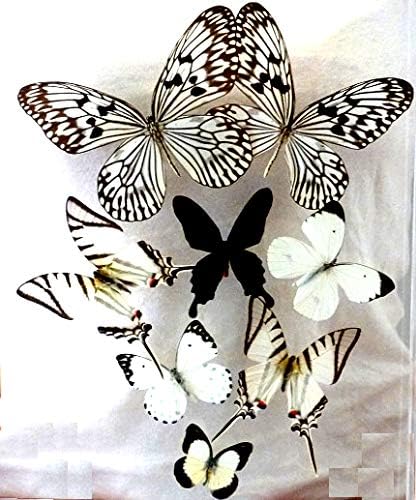 Framed Butterflies – Flight of 8 Black & White - (10" x 13" x 1.5")