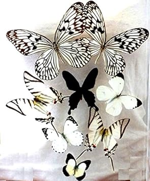 Real 3D Butterfly Art Flight of 8 Black & White - (10 x 13 x 1.5)