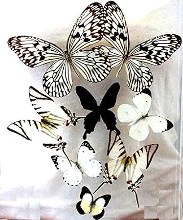 Real 3D Butterfly Art Flight of 8 Black & White - (10 x 13 x 1.5)