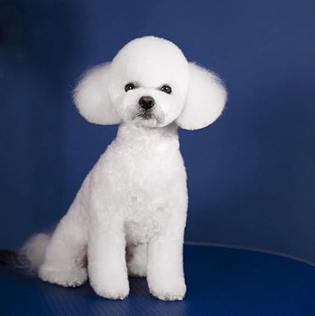 Amazon 番号によるdiyペイント 白いかわいいビションフリーゼ犬の動物 数字塗装キットによるdiy塗装アクリル絵の具 家の壁のリビングルームの寝室の装飾 50x50cm フレームレス 絵具 通販