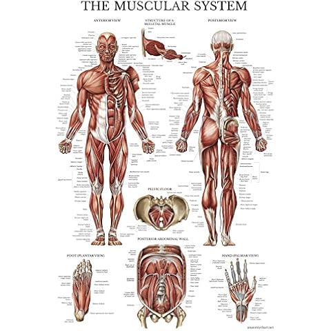 Palace Learning Muscular System Anatomical Poster Cover