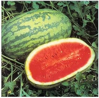 15 Seeds Jubilee Watermelon Heirloom Red Good Shipper Vegetable Big 30 pounds