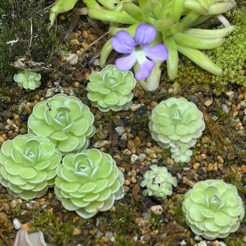 Semillas de plantas carnívoras de Butterwort, plantas perennes resistentes Semillas de plantas de butterwort, Pinguicula vulgaris, jardín de plantas decoración de la sala de estar 5pcs