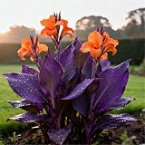 Altura en la madurez: 80 cm ¡Extremadamente resistentes al frío! Lirios de canna para parques: purifican el aire y son preciosos; requieren mínimo mantenimiento-2PCS-C