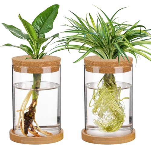 Biggun Plants Propagation Station - 2Pcs Desktop Plant Terrarium Glass Hydroponic Vases, Water Plant Jars, Gardening Gifts for Women Mom Plant Lovers (Thick Straight Shape, Separated Tray Style)
