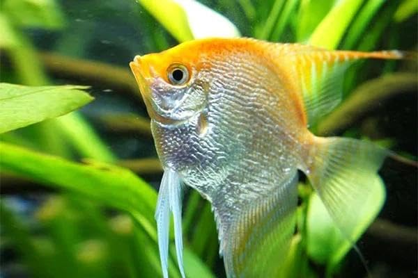 Santboz 2-Pack Gold Angelfish 3&rdquo; &ndash; Live Freshwater Cichlids for Planted Aquariums