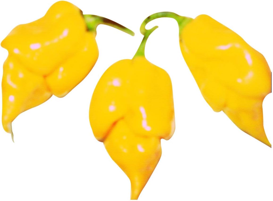 Trinidad Scorpion Yellow One of the Hottest Chillies in the World 10 Seeds of Samenchilishop