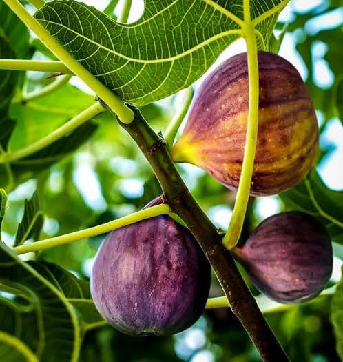 Nectar Garden Black Mission Fig Plant -Air Layered Plant (B09YQL2QL4) Amazon Price History, Amazon Price Tracker