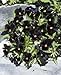 Viola cornuta Back to Black 250 Seeds