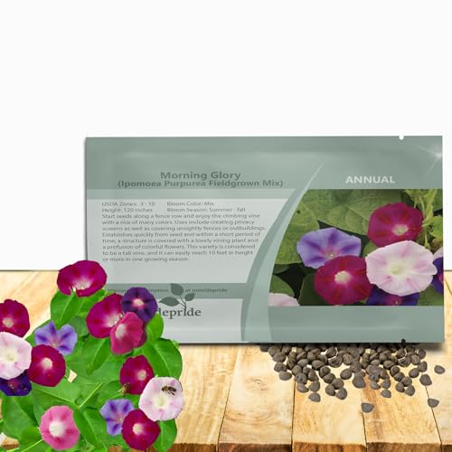 Outsidepride 250 Ipomoea Purpurea Morning Glory Seeds