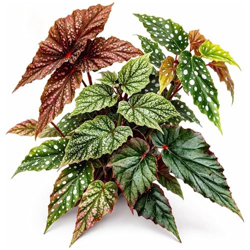 Divine Roots Botanicals Angel Wing Begonia Live Plant 5 Variety Pack Rooted Indoor Plant Starters Polka Dot Begonia Collection Beginner Friendly House Plants Ready to Grow