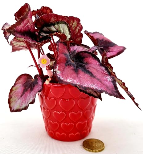 POWERS TO FLOWERS - BEGONIA REX RED ROBIN IN VASO CUORI, ideale per scrivania, pianta vera