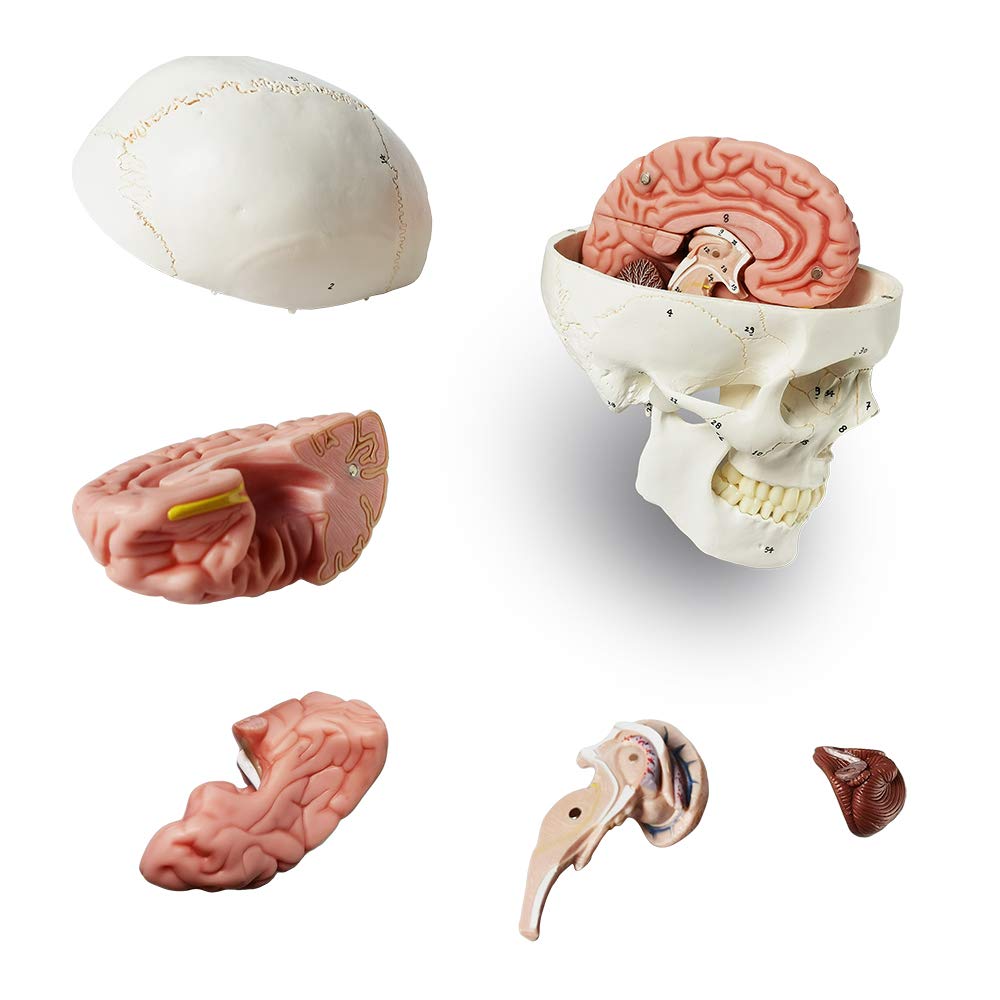 Modelo De Cráneo Humano Y Cerebro, Tamaño Natural, 11 Piezas Desmontables – EVOTECH SCIENTIFIC, Anatomía Médica Para Estudio Y Enseñanza