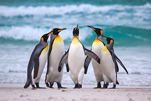 King Penguin Group on Beach (9x12 Art Print, Wall Decor Travel Poster)