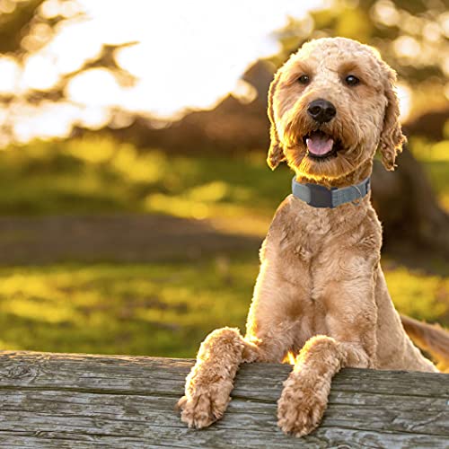 Fuzzy Friends Khaki Hemp Dog Collar. Hypoallergenic Dog Collar Great For Sensitive Skin Or Allergies. 5 Sizes: X-Small, Small, Medium, Large Or X-Large Breeds With No Harsh Dyes Or Chemicals #TOP6