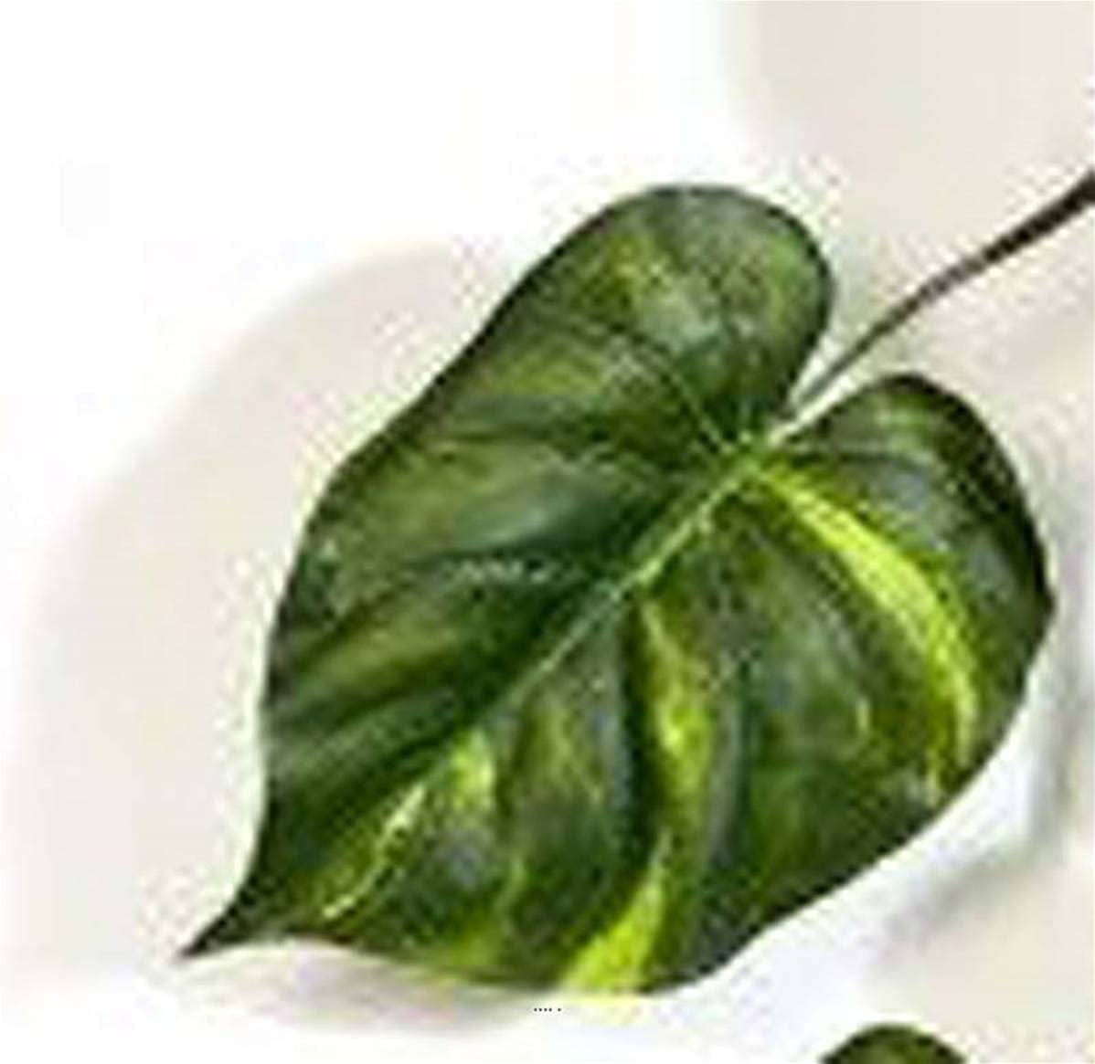 Ghirlanda di foglie di pothos H 230 cm larghezza 70 cm
