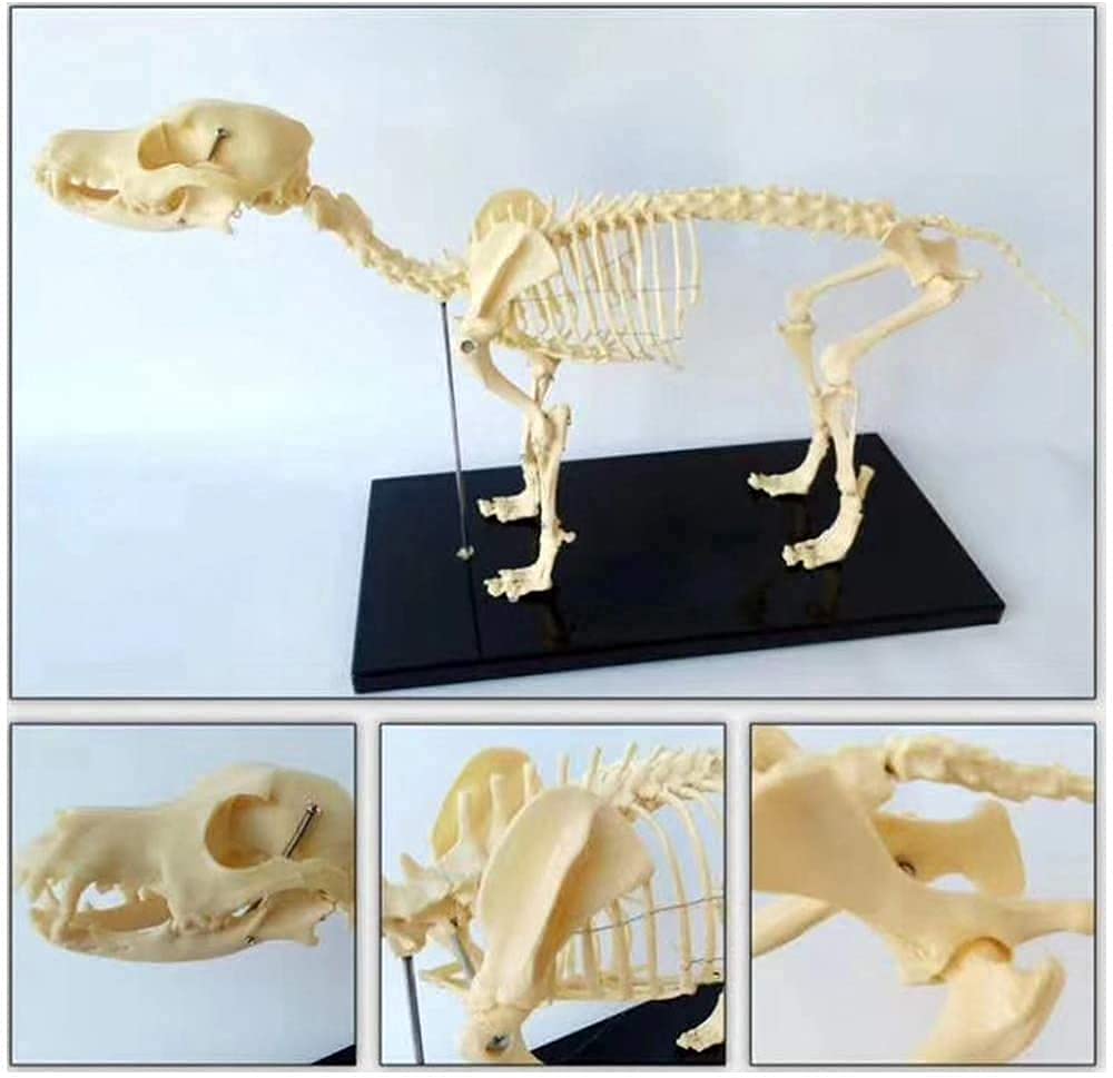 Model Anatomiczny, Lalki Jonowe, Anatomia Dużego Psa, Anatomiczny Model Szkieletu Psa, Model Anatomiczny Zwierzęcia, Model Szkieletu Psa Do Demonstracji