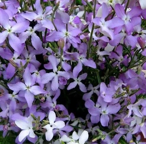 1 Pack of 7500 SEEEDS Matthiola Evening Scented Stock