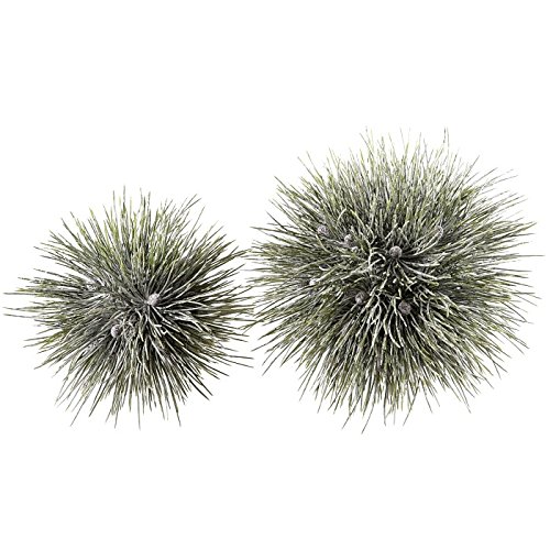 Pinus sfera white-Washed 20 c