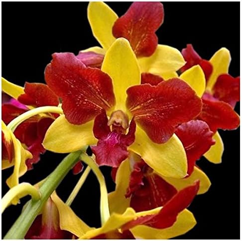 CATTERPILLAR FARM Exotic Dendrobium Live Orchid Plant (Yellow)