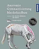 islandpferde wm 2019 team deutschland  Anatomie, Gymnastizierung, Muskelaufbau: Die besten Übungen für Pferde am Boden