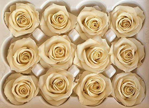Decoflorales® - Echte, auf Glycerinbasis konservierte Rosenköpfe; Farbe Champagner; 12 Stück Cover