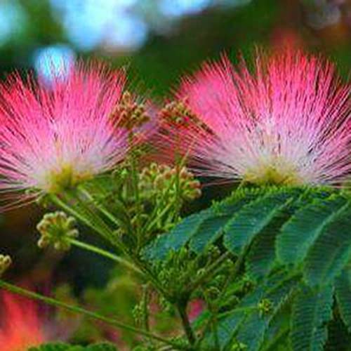 Haloppe 100 stks Albizia Bonsai Bloemen Planten Zaden voor Thuis Tuin Planten, Albizia Bonsai Zaden voor Thuis Zaad - Afbeelding 8