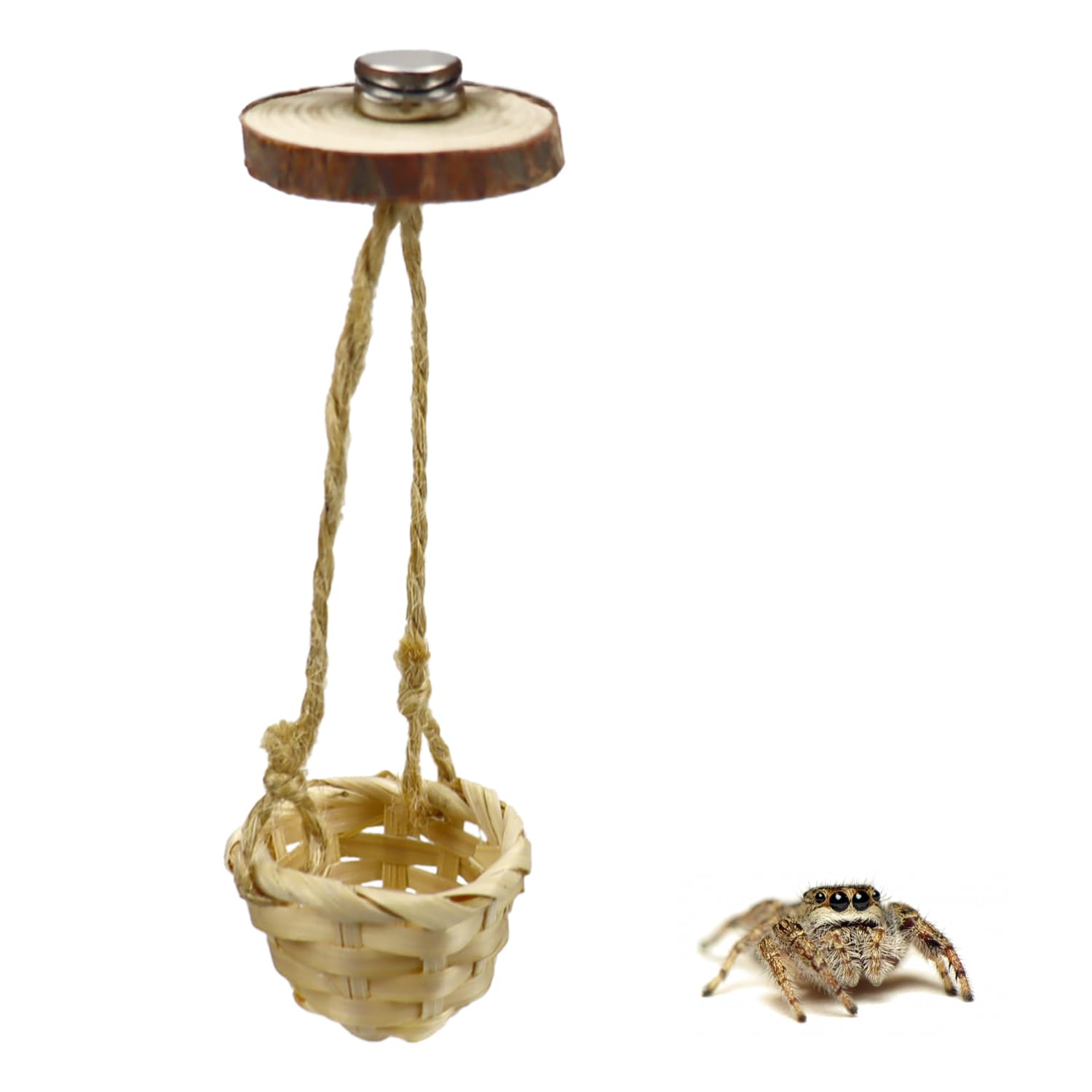 2 Pack Jumping Spider Swing Decor with Jumping Spider Magnetic Ledge for Spoods Jumping Spider Hide Jumping Spider Wood Ledge