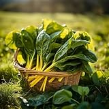 200 Pc Semillas De Acelgas Arcoíris, Camas Elevadas Para El Jardín, Comprar Plantas De Hortalizas De Invierno. Semillas De Acelga - Beta Vulgaris - Semillas De Plantas, Semillas De