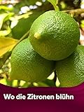  Wo die Zitronen blühn
