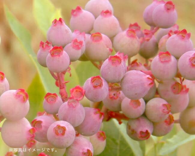 Amazon.co.jp: 【フロリダローズ】 ラビットアイ系 ブルーベリー苗木 2