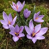 Krokuszwiebeln : Krokus Crocus sativus Safran Krokus Herbstkrokus 100 Blumenzwiebeln