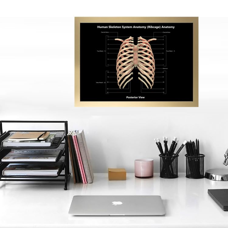 Image of Taanfu Body Educational Learning Anatomy Posters ，Skeleton System Art Intestinal Skeleton Anatomy Art Poster Digestive System Organs Illustration Small Intestine Physiology Anatomy Wall Art Villi