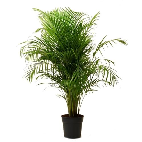 Areca 100cm Palmera Grande y Exótica para Espacios Interiores