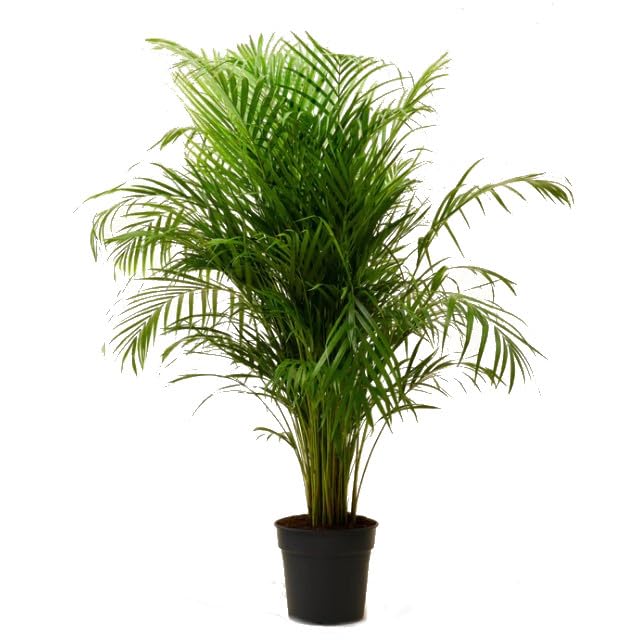 Areca 100cm Palmera Grande y Exótica para Espacios Interiores